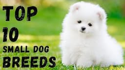 Top 10 small dogs in India & Price lists 2021 | Small Apartment dogs