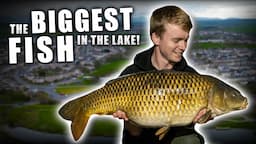 The BIGGEST CARP in the lake!?