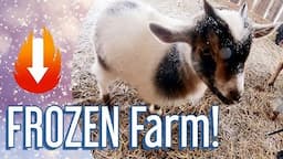 Farm Chores: Blizzard Edition!  How We Manage Animals in Freezing Weather