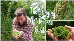 Stinging Nettle Seeds: Nature's Hidden Gifts 🌱 - Harvest, Health Benefits & History