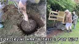 Planting a Borderline Hardy Tree (Albizia 'Summer Chocolate') & New Pot Tidy