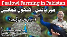 Peacock Farming in Pakistan | Biggest Peacock Farm in Pakistan | Farming Business in Pakistan