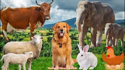 Farm Animal Sounds: Cow, Sheep, Cat, Dog, Chicken, Rabbit - Animal Moments