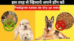 How To Give Dog Food (Pedigree) to Your Dog | Dog food kaise de dry ya wet