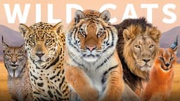 All 40 Species of Wild Cat (Organised by Lineage)