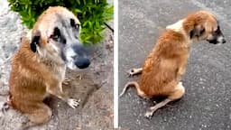 She Kept Living for Puppies 😭 Touching Animal Rescues