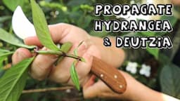 Best Hydrangea & Deutzia Propagation Methods || Softwood & Heel Cuttings