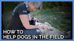 Lessons on How to Help Dogs in the field with PETA