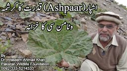 Ashpaar A Miraculous Plant | Local Plants of Pakistan | Ashpaar A Risch Source of Vitamin C