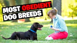 Top 10 Most Obedient Dog Breeds Ever