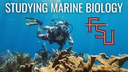 Life as a "Marine Biology Major" at Florida State University // Marine Biology Major Colleges