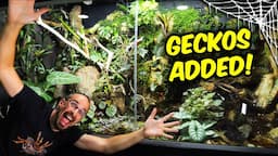 Day Geckos SWARMS the JUNGLEARIUM!