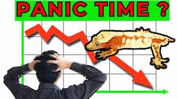 The Crested Gecko Market  -  Time to PANIC ?