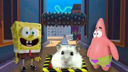 Hamster in Roller Coaster Maze with Sponge Bob Glove World Expresso