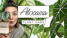 Alocasia Plant Care Guide 🌱 Care TIPS For Elephant Ear