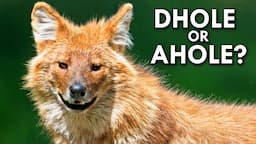 Dholes Are The Bane Of Tigers Everywhere