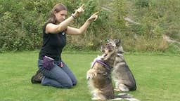 Dog training techniques: shaping, luring and catching