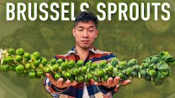 Holiday Sides & Meal Prep Primer: Brussels Sprouts