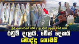 AMAZING WAY OF CATCHING BARRAMUNDI FISH WITH SOCKS IN NEGOMBO, SRI LANKA 🇱🇰