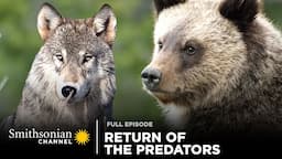 Return of the Predators 🐻🐺 Epic Yellowstone: Full Episode | Smithsonian Channel