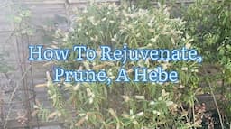 How To Rejuvenate / Prune A Hebe, How To Cut Back A Hebe, Get Gardening