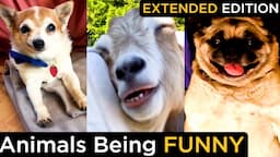 The Funniest Animal Moments Caught on Camera: A Hilarious Extended Compilation