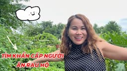 GẤP ! Tìm NGƯỜI ĂN RAU HỘ, Một Buổi Chiều Thu Hoạch Và Tặng Rau Cho Cô Bé Khán Giả Việt Nam Gần Nhà