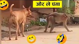 बंदर को उंगली करना भारी पड़ गया ll Monkey funniest moment 🤣😂