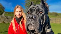 THE WORKING CANE CORSO - FIERCE HUNTER, GUARD DOG & PROTECTOR