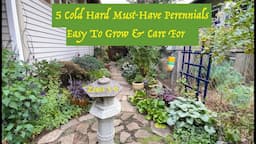 5 Easy To Grow And Care For Perennials (Cold Hardy Zones 3-9) + Great Tips