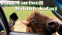 Explore the Amazing Lake Hartwell Wildlife Safari - What Will You Find?