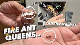 Me & AntsCanada found FIRE ANT QUEENS in the ROTTING GARBAGE !!! 🤢