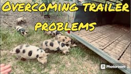 First-Time Pig Transport: Prepping Pigs for the Trailer