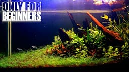 How to Set Up Planted Aquarium for Beginners Without CO2 Injection