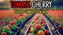 CULTIVO DE TOMATE CHERRY EN CASA - HUERTO URBANO #tomatecherry #huertourbano #huertoencasa