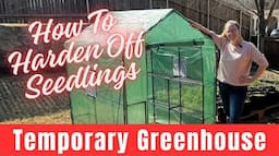 How To Harden Off Seedlings & Installing a Temporary Greenhouse 🌷 || Amazon Greenhouse