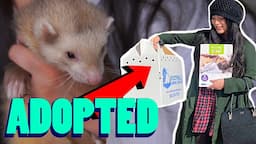 I Adopted A Ferret! (Welcome home, Noodle)