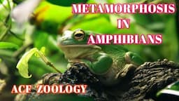 METAMORPHOSIS IN AMPHIBIANS 🐸 | Acf Zoology | Zoology Classes | UPSC ZOOLOGY | Bsc Zoology | NEET