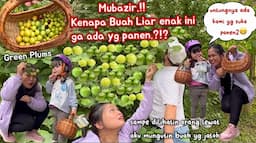 PANEN BUAH GREEN PLUMS ENAK, PUNGUTIN yg JATOH2 DIPINGGIR JALAN, SAYANG SEKALI MUBAZIR‼️