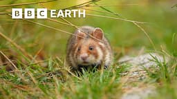 Meet the Amazing Animals Coexisting With Humans | Full Series | BBC Earth