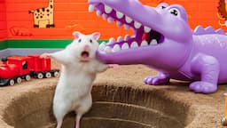 The Great Escape: Hamster vs the Colorful Octopus Traps