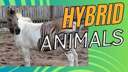 Fascinating Hybrid Animals That Actually Exist