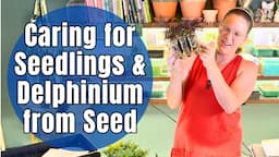 🌸 BEST Tips For Seedling Care & Starting Delphinium From Seed || Seedling Maintenance & Update