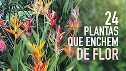 24 PLANTAS de MUITA FLOR pra ter no JARDIM