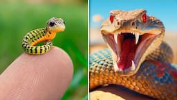 Before & After Animals Growing Up. Incredible Animal Transformations