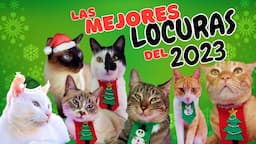 LO MEJOR DEL AÑO!!  😹😻 CAT REWIND 2023