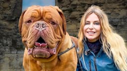 DOGUE DE BORDEAUX / FEROCIOUS GUARD DOG OR FAMILY PET? - French Mastiff