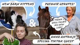 NEW BORN KITTENS, BIOGAS & ANNA ANTONJE | Tenerife Horse Rescue, Finca life.