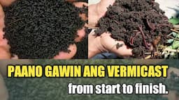 Paano Gumawa ng Vermicast | DIY Vermicast