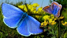 The Secret Relationship of Butterflies and ANTS: Exposed [Common Blue / Polyommatus icarus]